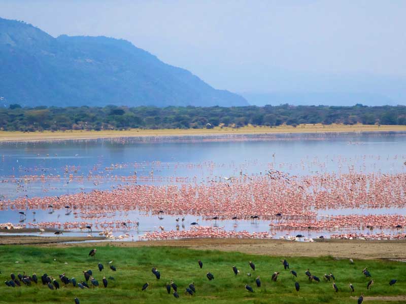 Flamingos in Lake Manyara