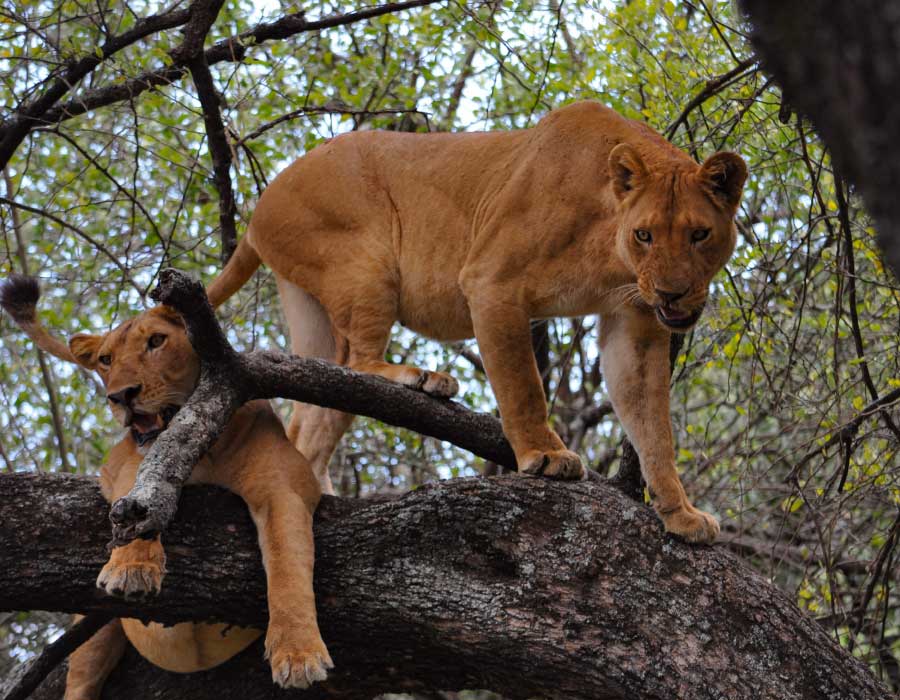 tree climbing lions in Lake Manyara