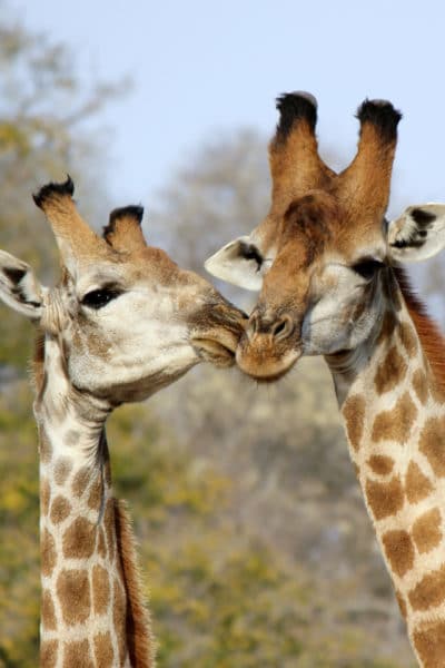 giraffe-in-Serengeti